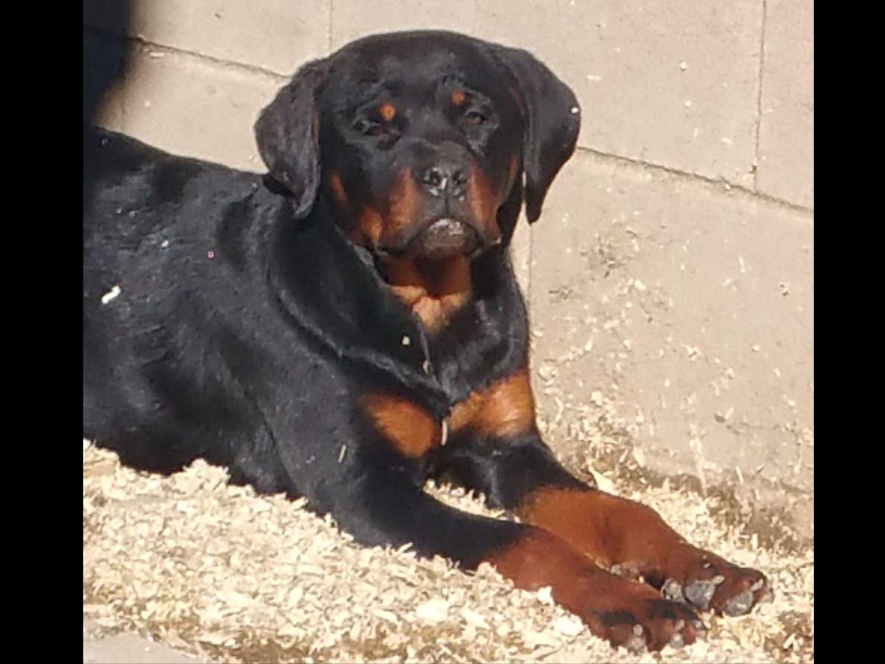 rottweiler ranch rottweiler for sale by scotty s california rottweiler ranch scotty s rottie ranch rottweiler ranch rottweiler for sale by scotty s california rottweiler ranch scotty s rottie ranch