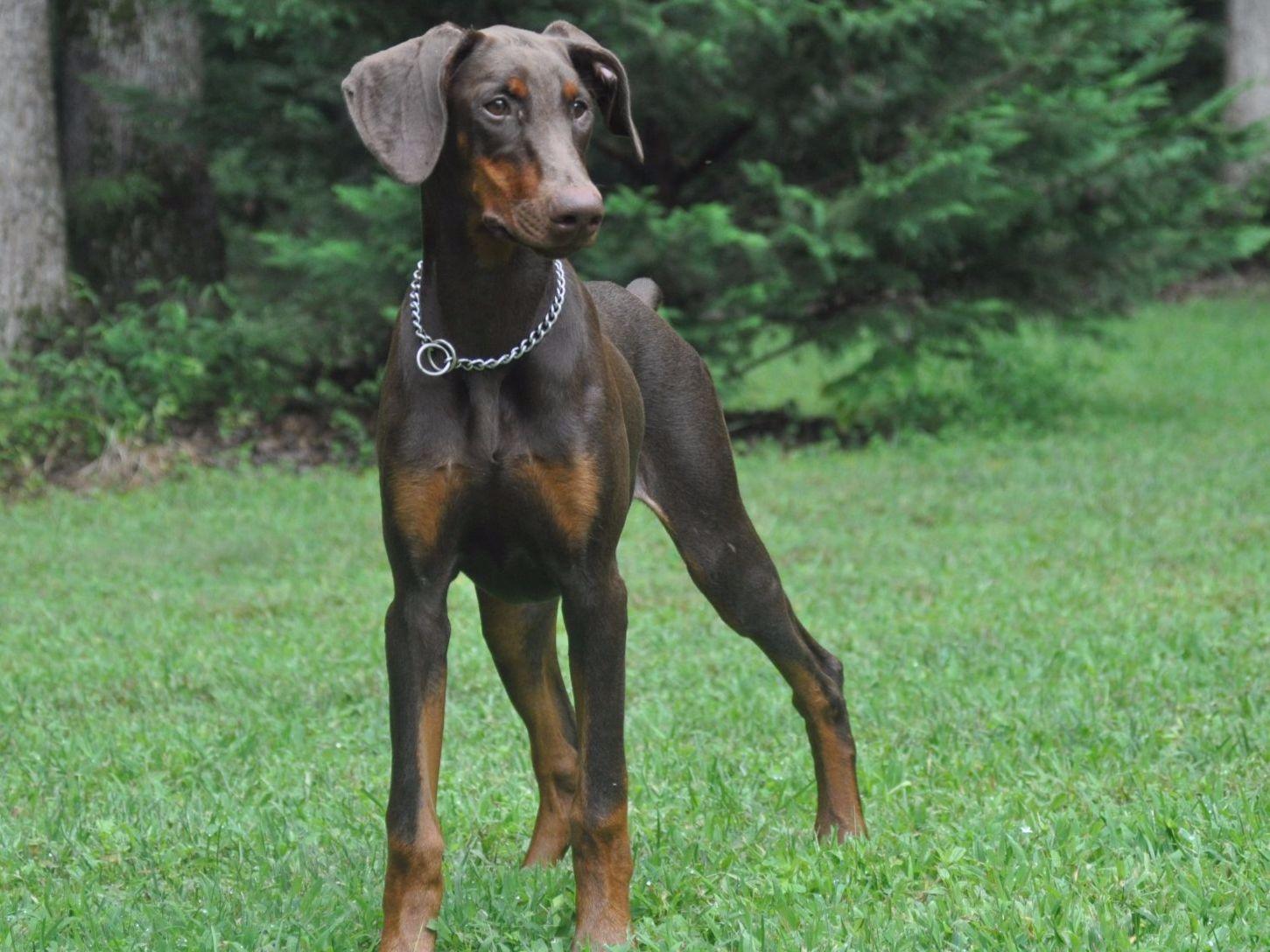 Doberman Pinscher For Sale by Ostertag Kennel Dobermans American