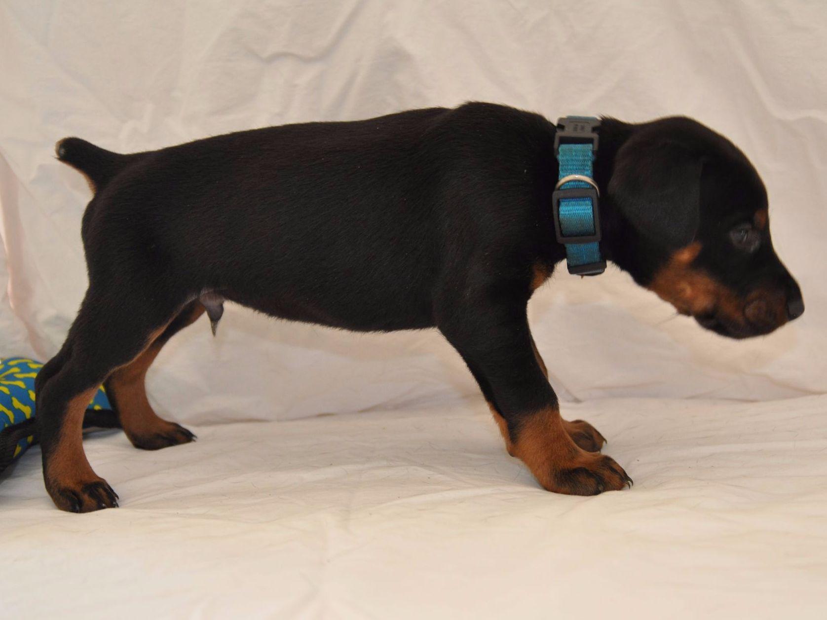 Ostertag Kennel Dobermans Doberman Pinscher Puppies For Sale