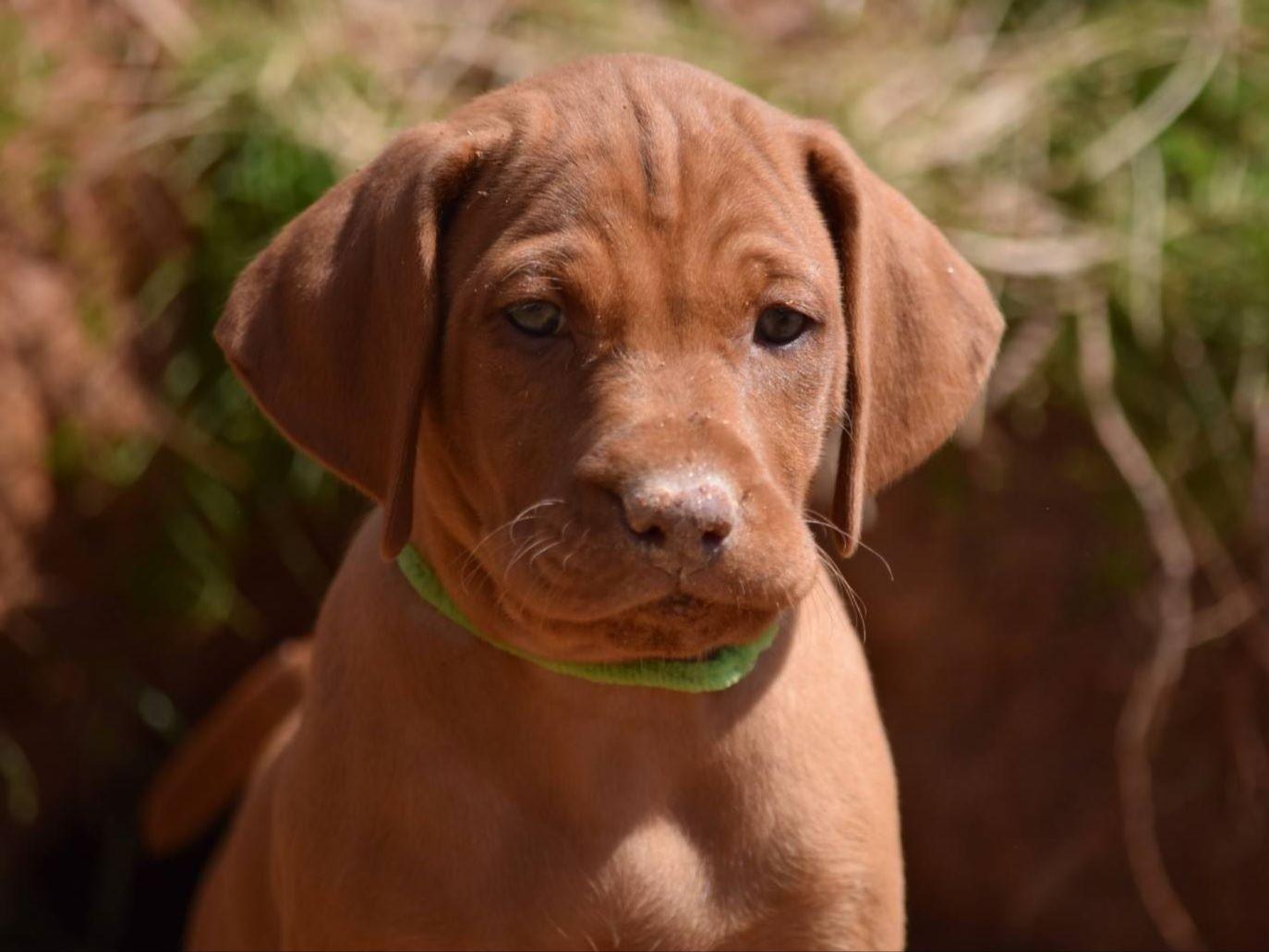 Vizsla For Sale by Southern Kennels American Kennel Club