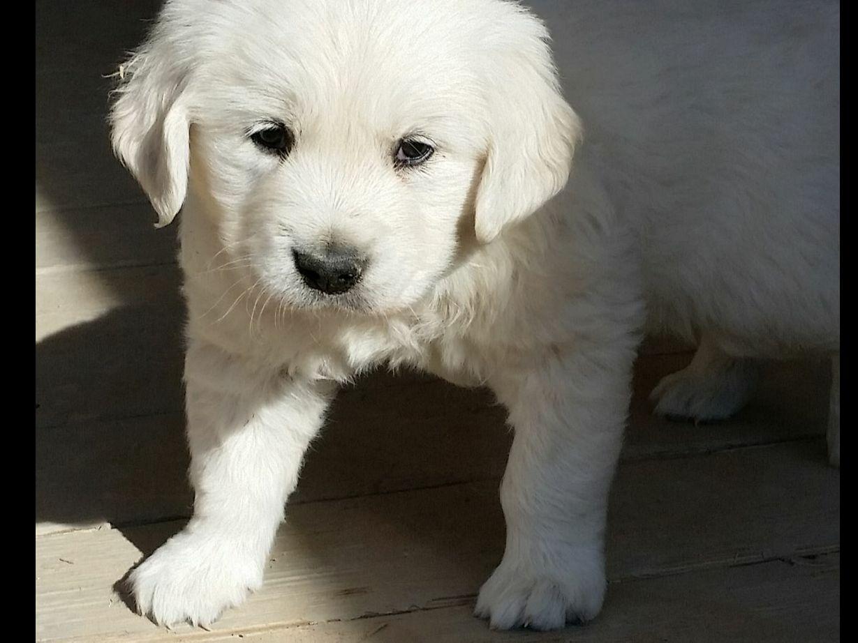 golden retriever puppies las vegas nv golden retriever for sale by las vegas golden retrievers golden retriever puppies las vegas nv golden retriever for sale by las vegas golden retrievers