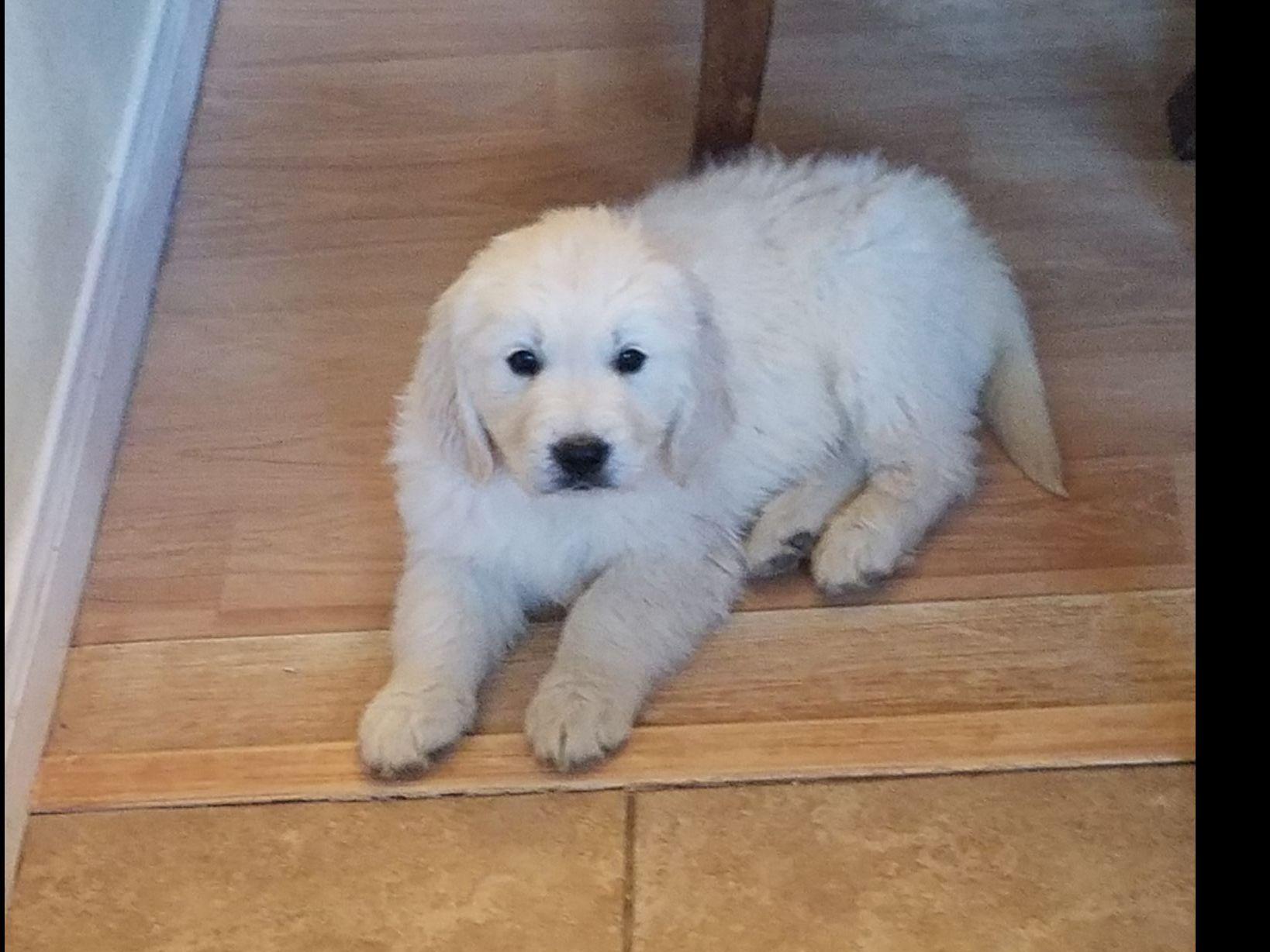 golden retriever breeders las vegas las vegas golden retrievers golden retriever puppies for sale golden retriever breeders las vegas las vegas golden retrievers golden retriever puppies for sale
