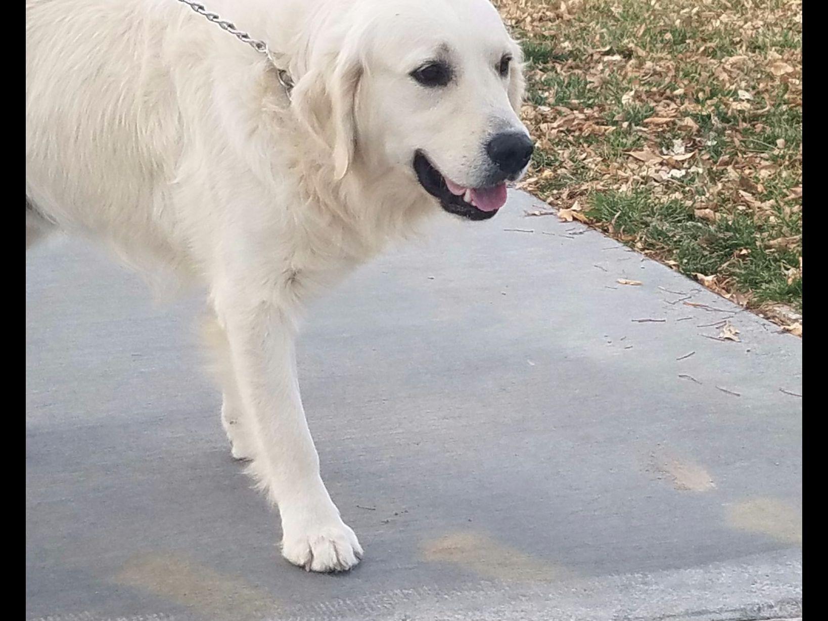 golden retriever las vegas las vegas golden retrievers golden retriever puppies for sale golden retriever las vegas las vegas golden retrievers golden retriever puppies for sale