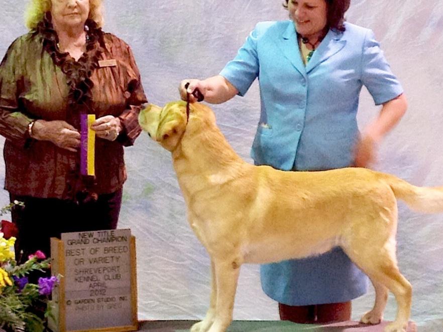 golden retriever breeders jacksonville fl golden retriever breeders pensacola fl merry photo golden retriever breeders jacksonville fl golden retriever breeders pensacola fl merry photo