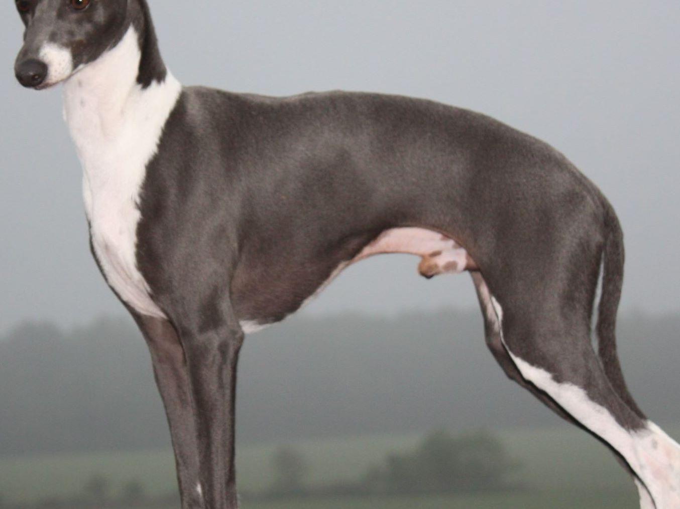 Lois March Italian Greyhound Puppies For Sale