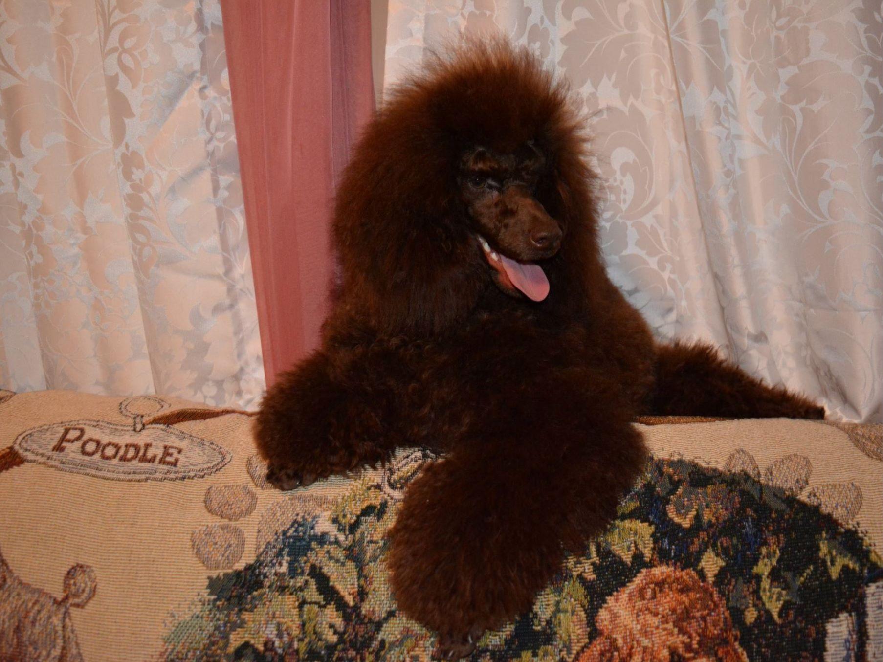 Leavell Poodles - Dog Breeders - Hamilton, OH