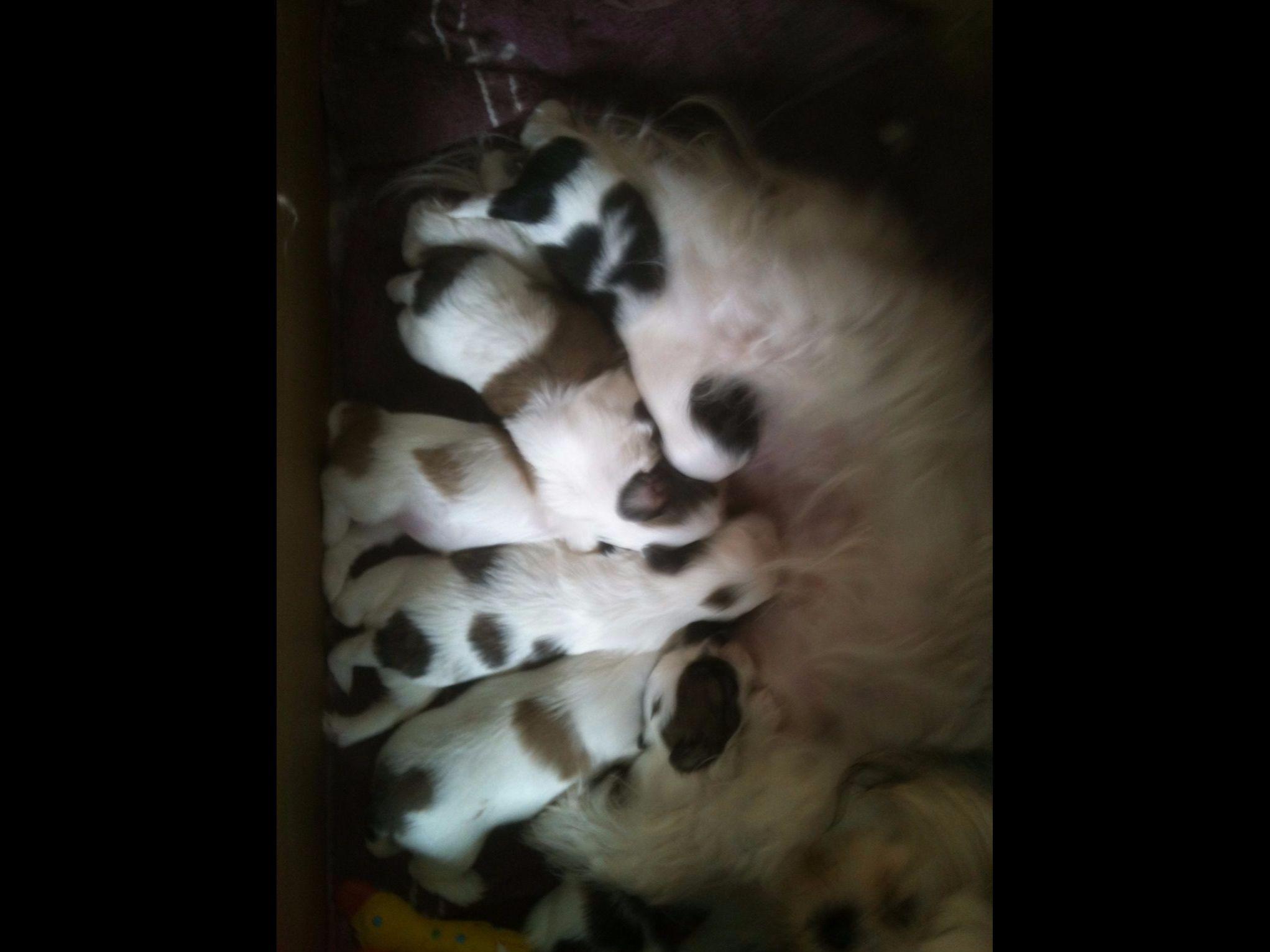 when do shih tzu puppies open shih tzu puppies when do shih tzu puppies open shih tzu puppies