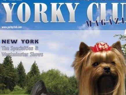 yorkie club magazine dearinger puppies for sale yorkie club magazine dearinger puppies for sale