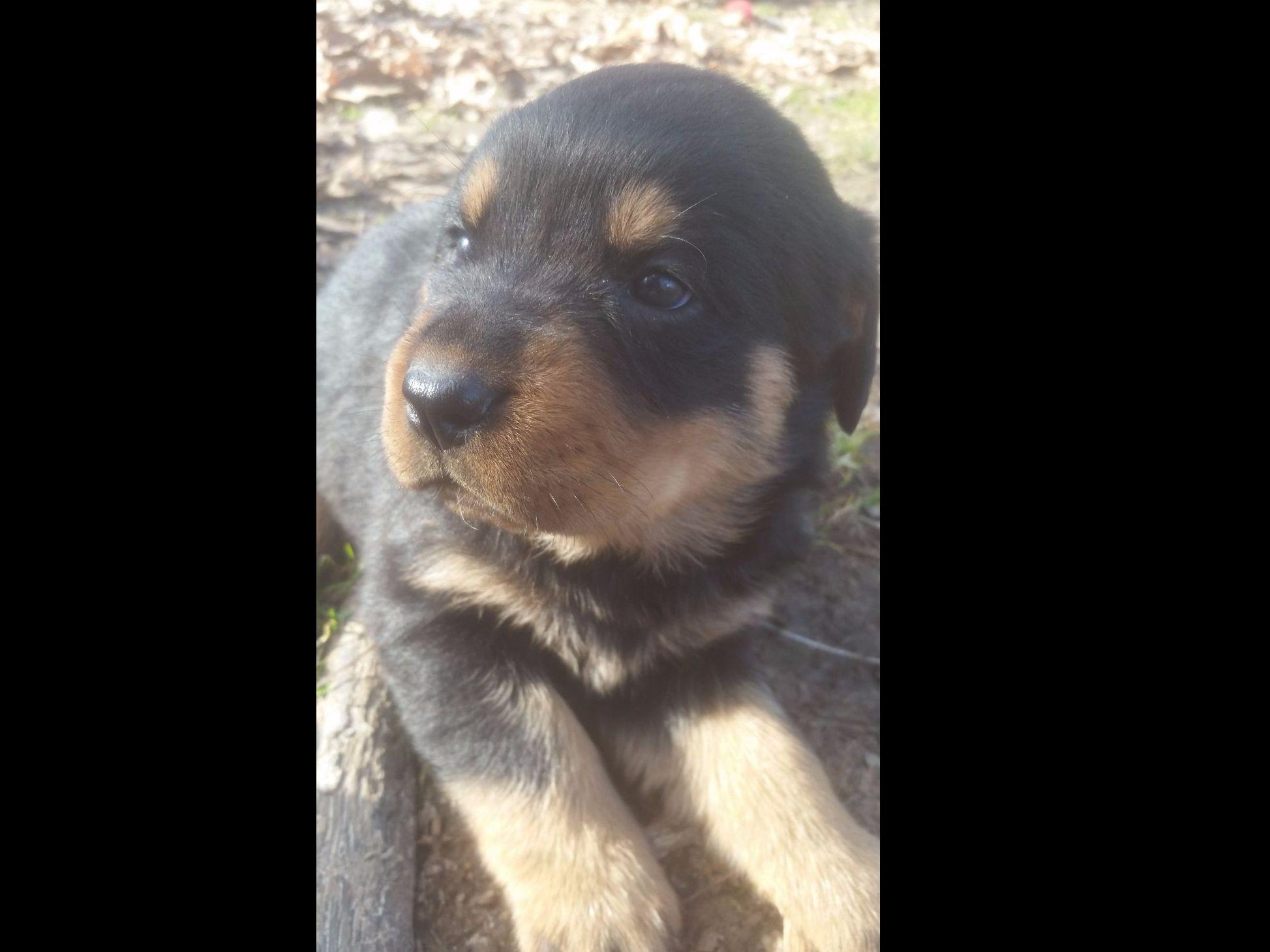 german shepherd puppies for sale in clarksville tn akc puppies for sale near hill kansas akc marketplace german shepherd puppies for sale in clarksville tn akc puppies for sale near hill kansas akc marketplace
