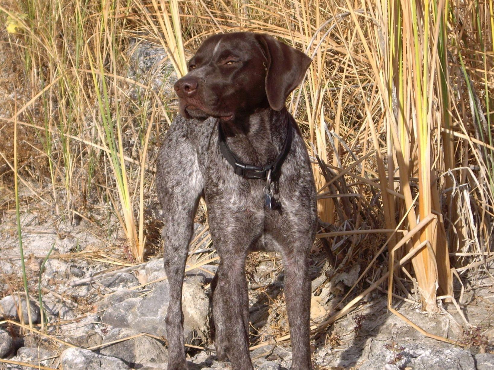 german shorthaired pointer puppies california german shorthaired pointer puppies breeders arnold ca german shorthaired pointer puppies california german shorthaired pointer puppies breeders arnold ca