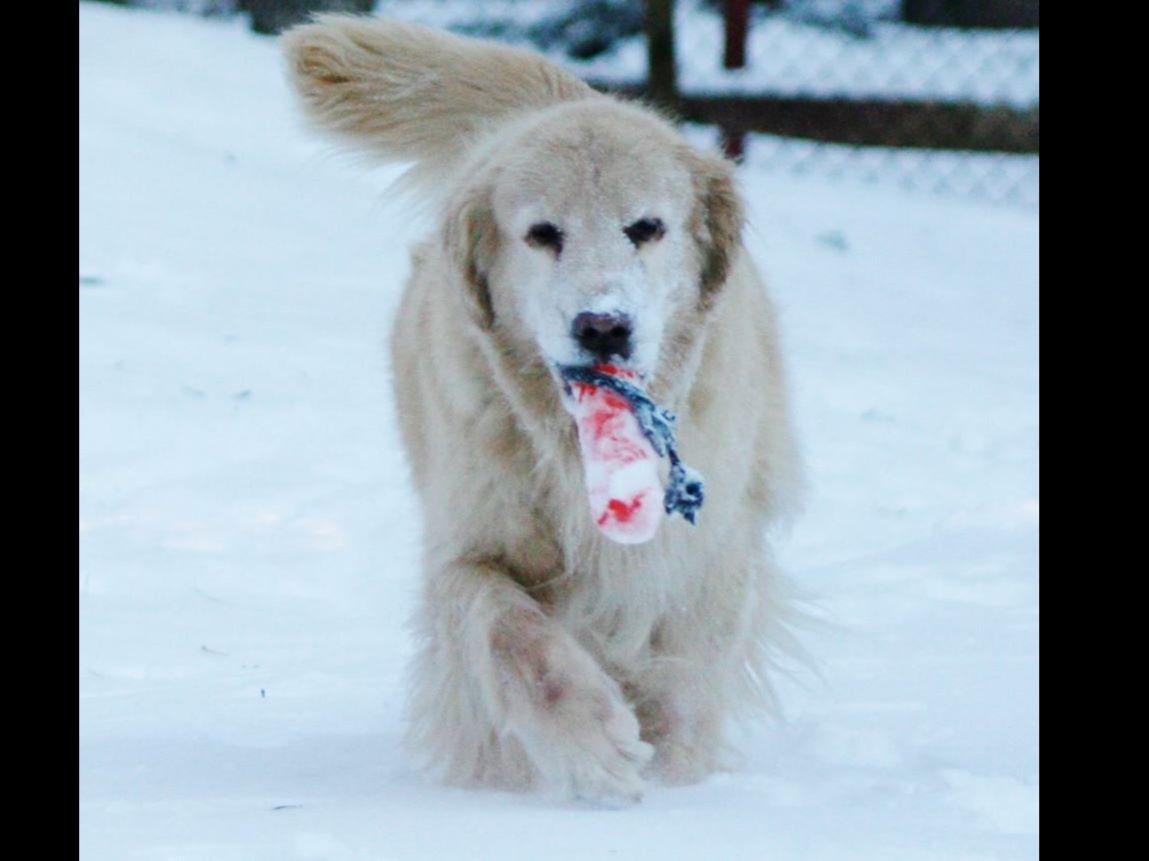 puppies for sale in albuquerque nm golden retriever puppies albuquerque nm golden retriever puppies for sale near puppies for sale in albuquerque nm golden retriever puppies albuquerque nm golden retriever puppies for sale near