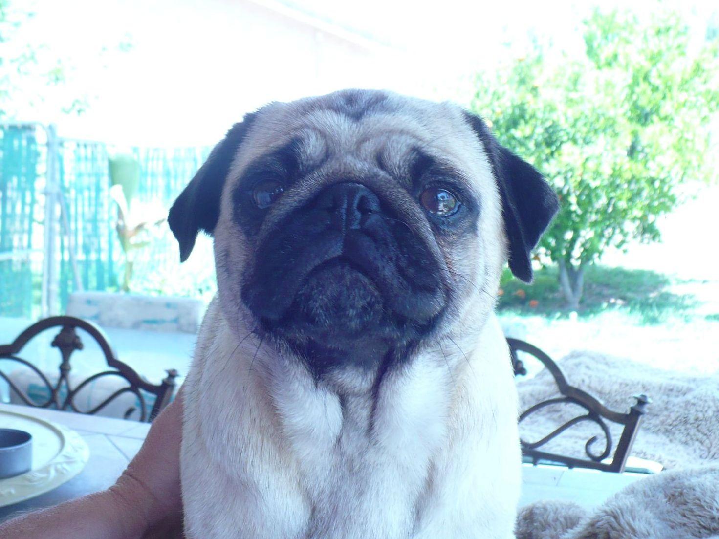 deborahs pugs pug for sale by deborah fielding deborahs pugs american kennel club deborahs pugs pug for sale by deborah fielding deborahs pugs american kennel club
