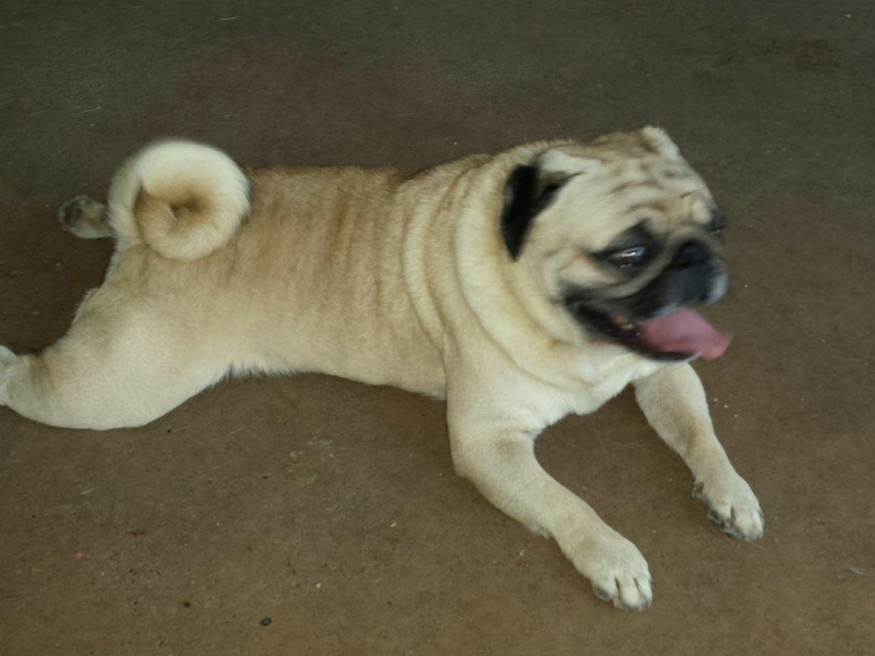 deborahs pugs deborah fielding deborahs pugs pug puppies for sale deborahs pugs deborah fielding deborahs pugs pug puppies for sale