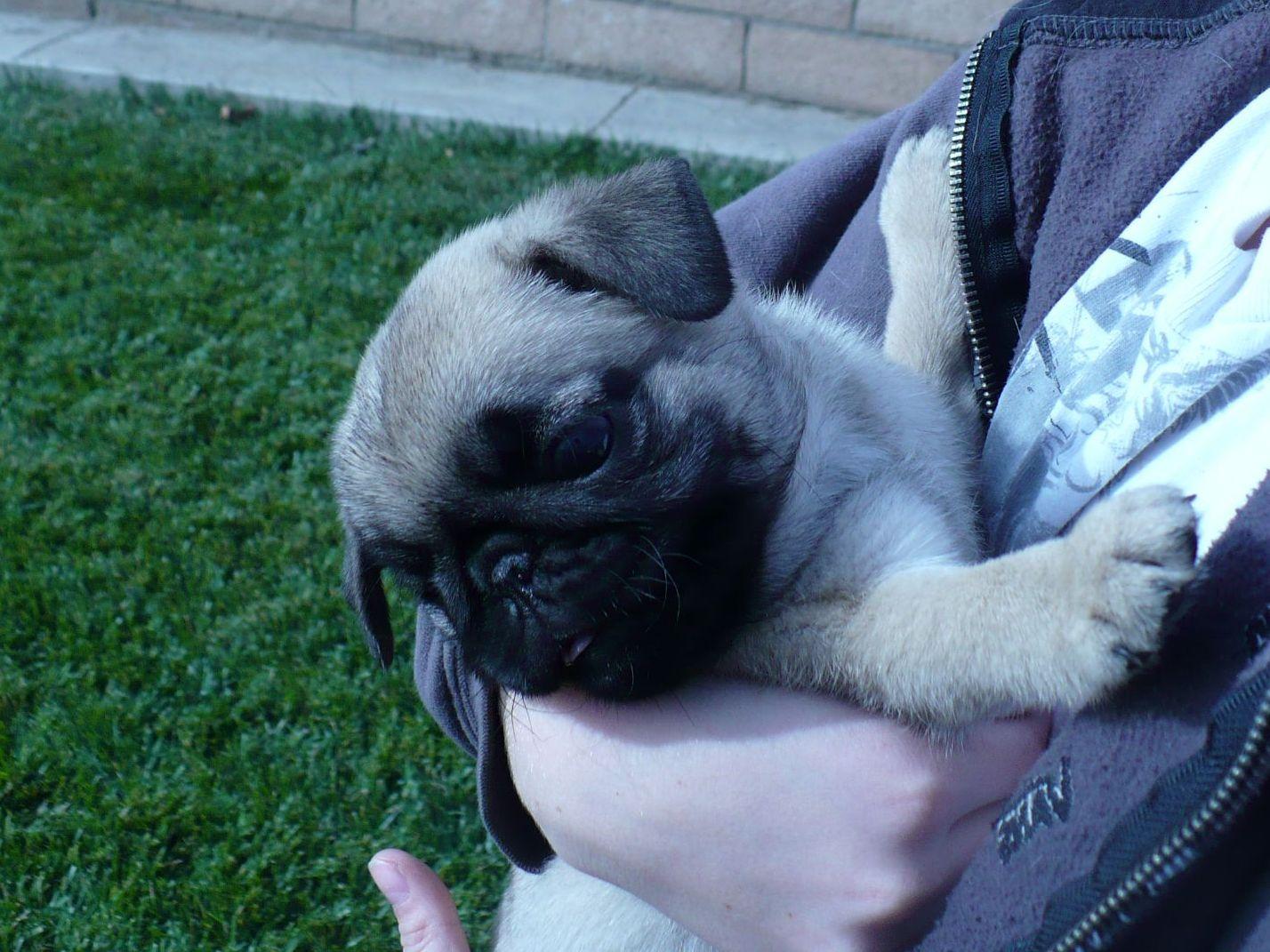 deborahs pugs pug for sale by deborah fielding deborahs pugs american kennel club deborahs pugs pug for sale by deborah fielding deborahs pugs american kennel club