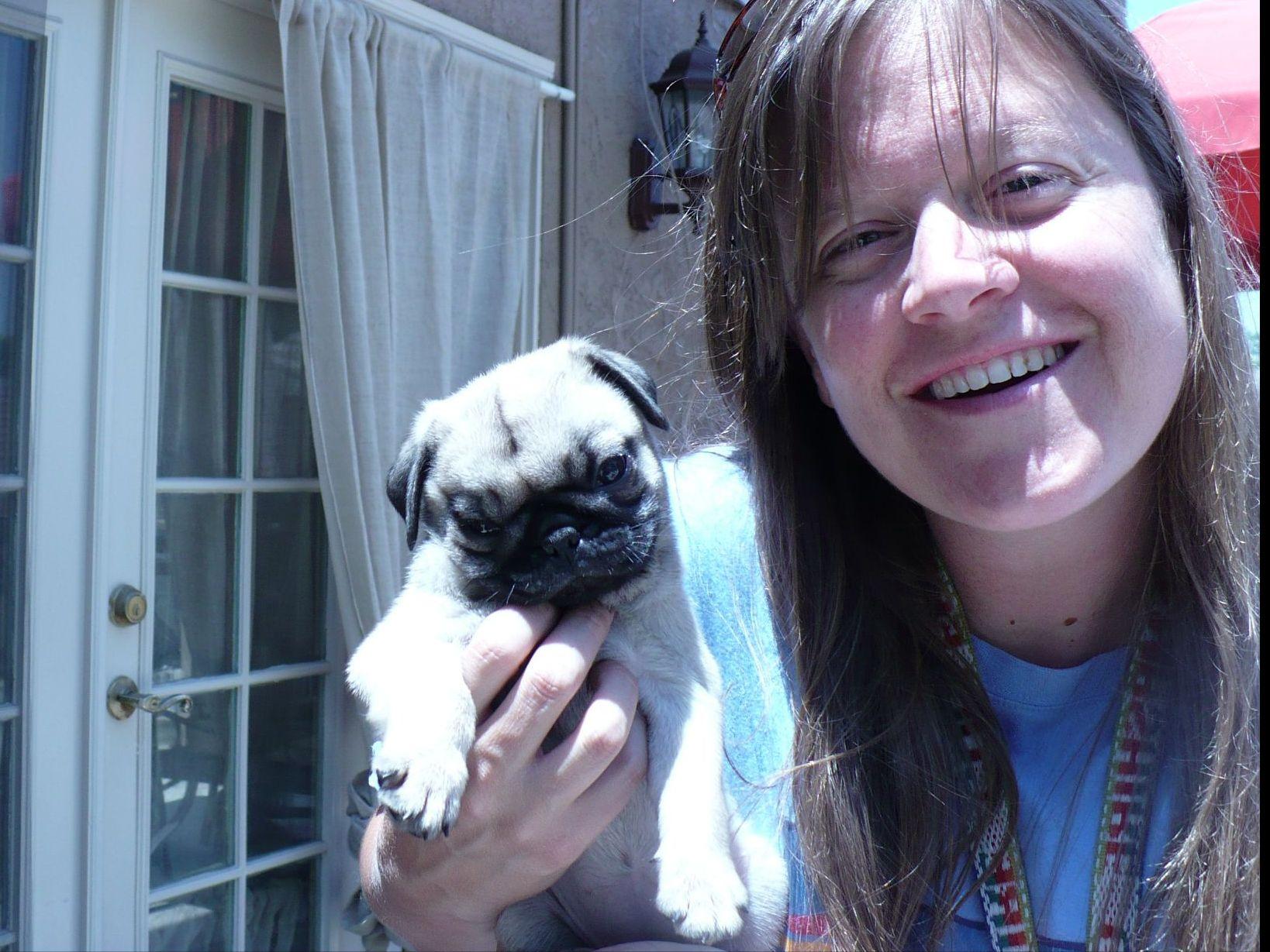 deborahs pugs pug for sale by deborah fielding deborahs pugs american kennel club deborahs pugs pug for sale by deborah fielding deborahs pugs american kennel club