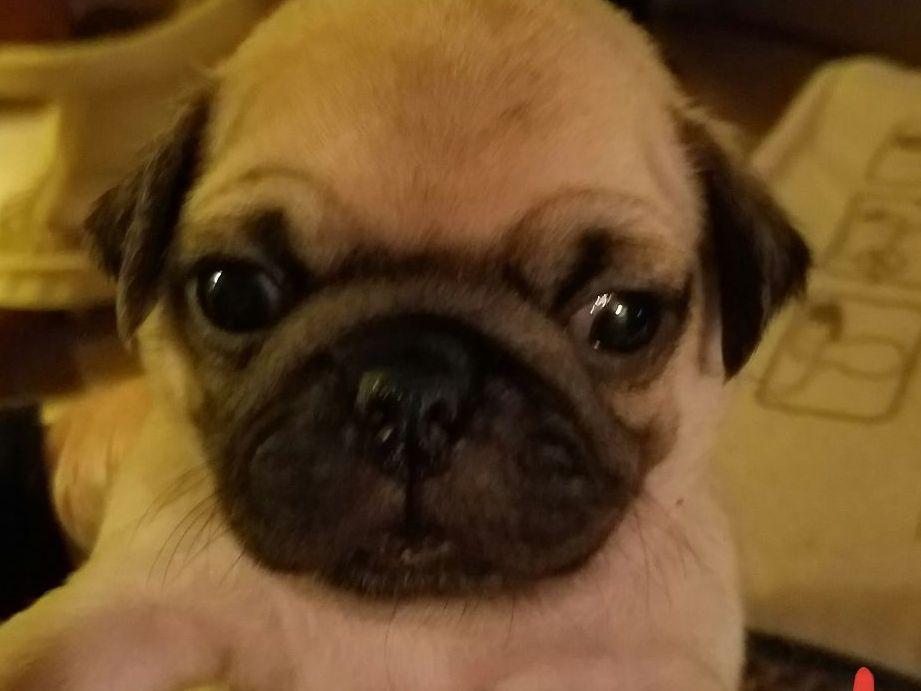 deborahs pugs deborah fielding deborahs pugs pug puppies for sale deborahs pugs deborah fielding deborahs pugs pug puppies for sale