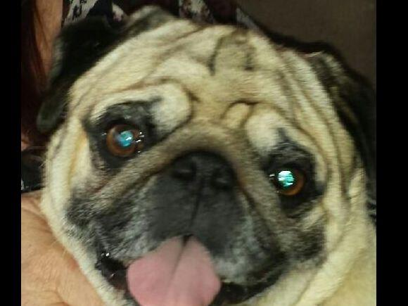 deborahs pugs deborah fielding deborahs pugs pug puppies for sale deborahs pugs deborah fielding deborahs pugs pug puppies for sale
