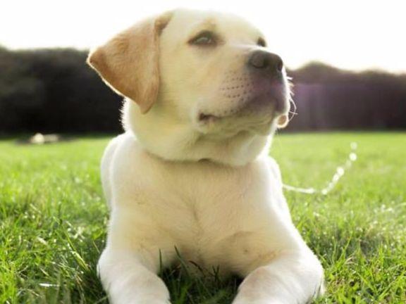 puppies for sale midland mi lab puppies for sale in midland michigan puppies for sale midland mi lab puppies for sale in midland michigan