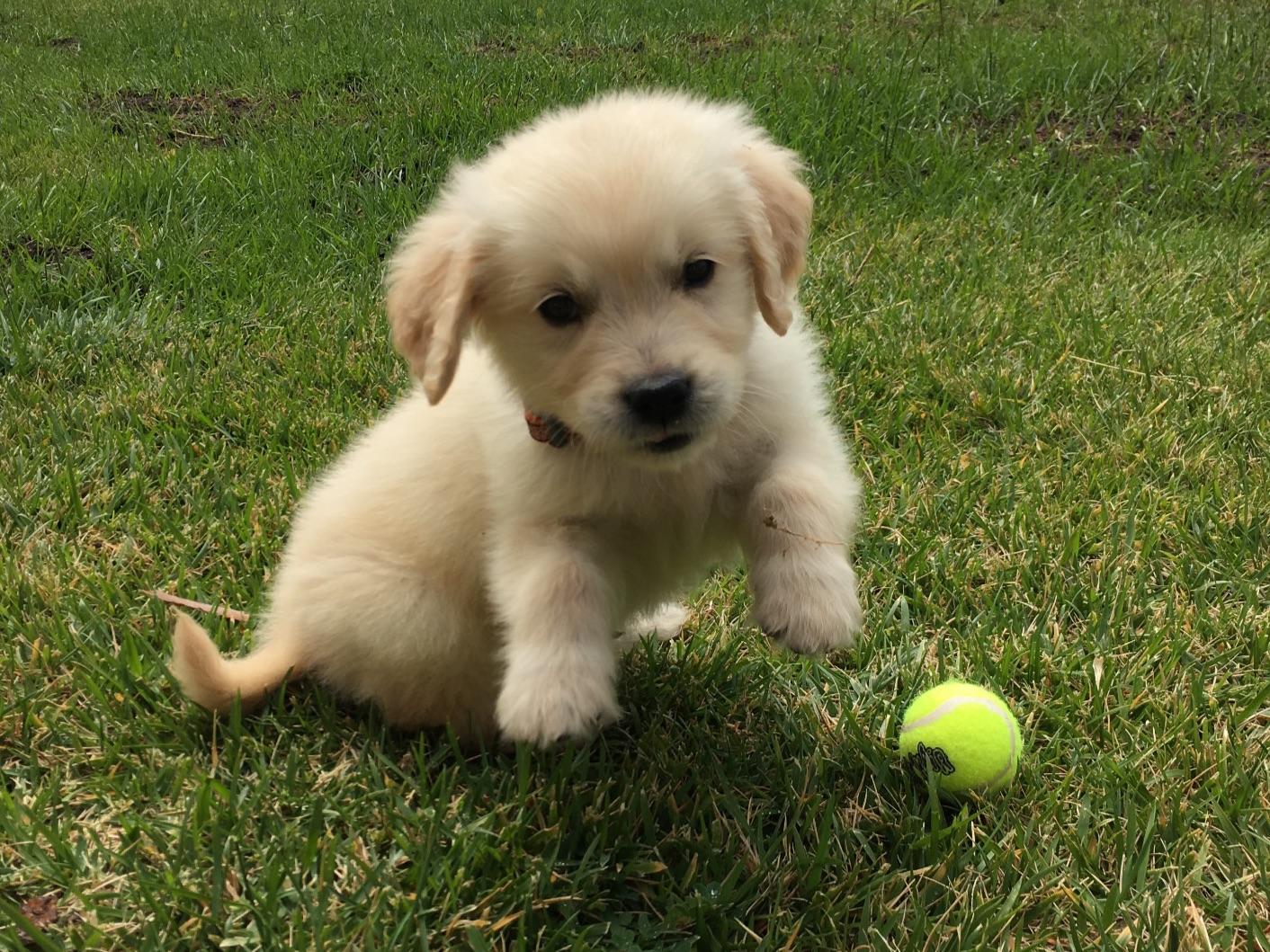 golden retriever puppies for sale in southern california akc golden retriever puppies for sale southern california photo golden retriever puppies for sale in southern california akc golden retriever puppies for sale southern california photo