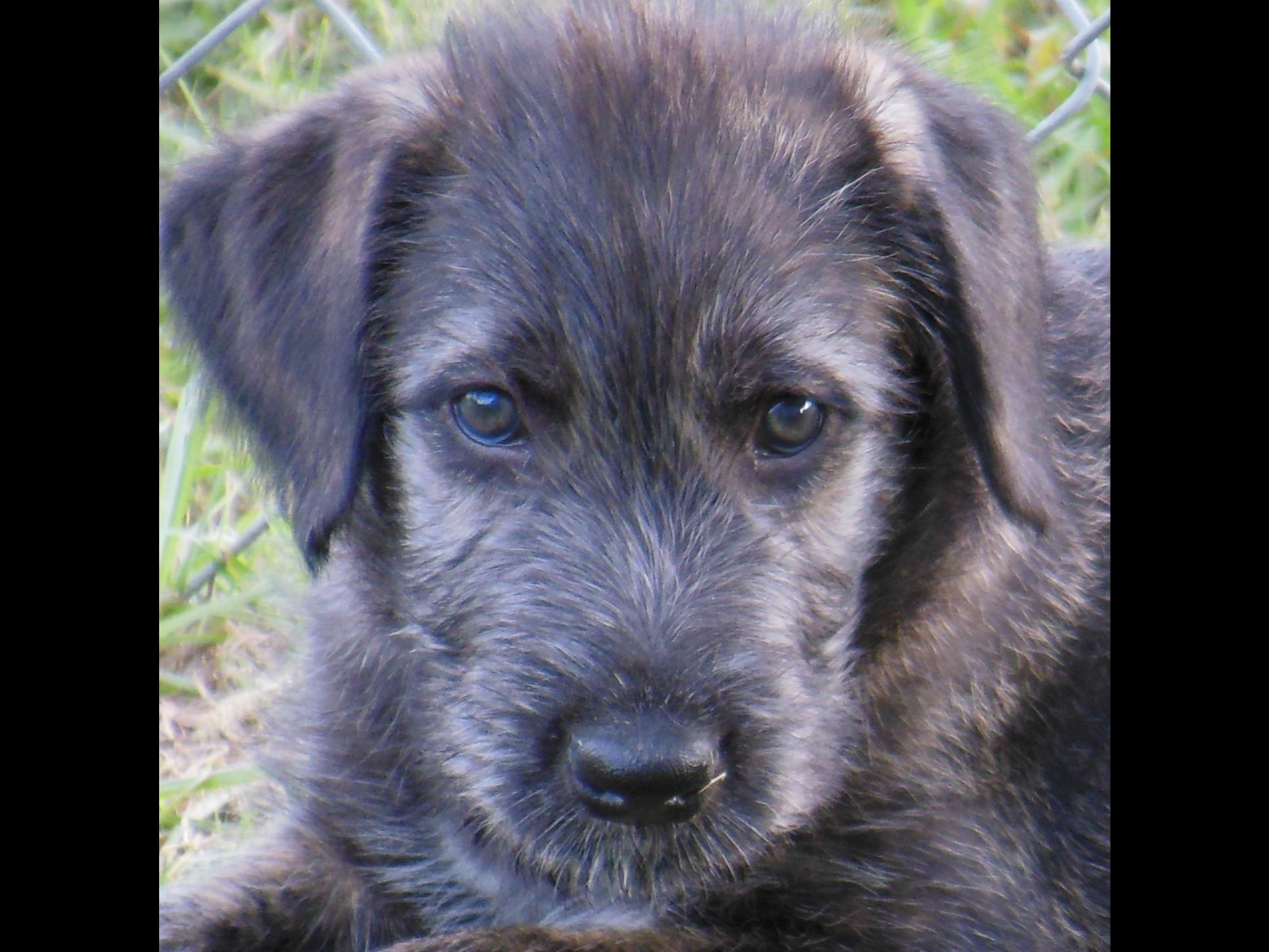 Irish Wolfhound For Sale by Carnasserie Irish WolfhoundsREG American