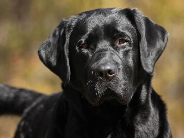 lab puppies virginia labrador retriever puppies for sale near mount solon virginia akc marketplace lab puppies virginia labrador retriever puppies for sale near mount solon virginia akc marketplace