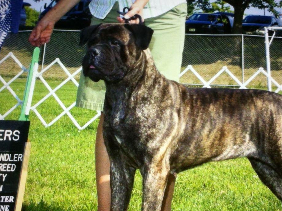 bullmastiff puppies for sale in ga bullmastiff puppies for sale near comer akc marketplace bullmastiff puppies for sale in ga bullmastiff puppies for sale near comer akc marketplace