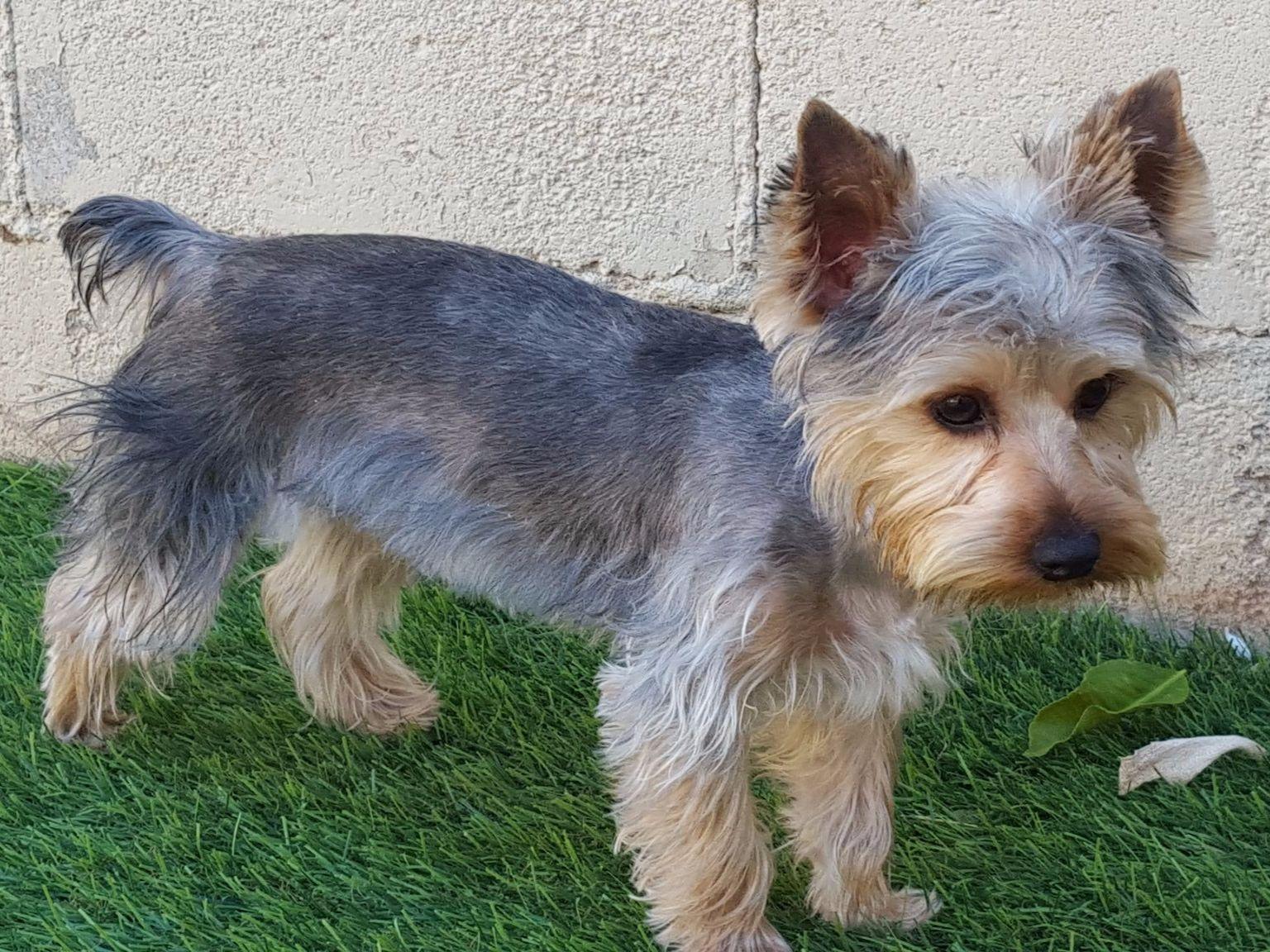 yorkie breeders in ca terrier breeders cathedral city ca yorkie breeders in ca terrier breeders cathedral city ca