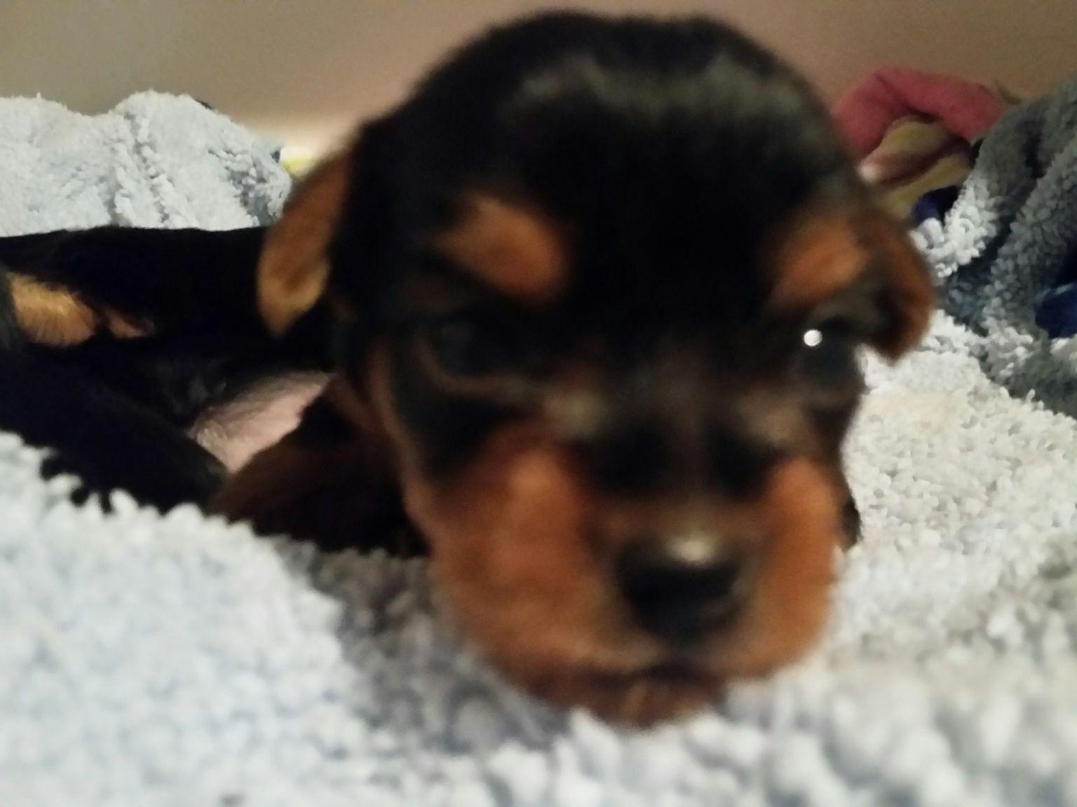 yorkie puppies for sale spokane wa terrier puppies for sale near gig harbor washington akc marketplace yorkie puppies for sale spokane wa terrier puppies for sale near gig harbor washington akc marketplace