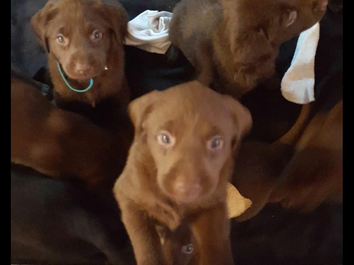 lab puppies for sale in utah chocolate lab puppies for sale breeders garland ut lab puppies for sale in utah chocolate lab puppies for sale breeders garland ut