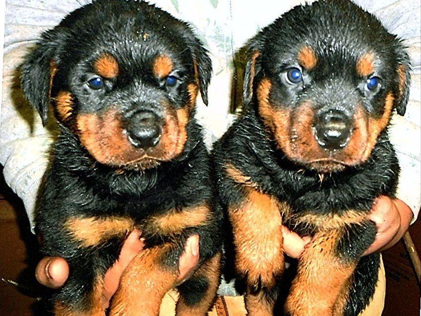 rottweiler rescue ranch windy river ranch rottweilers rottweiler puppies for sale rottweiler rescue ranch windy river ranch rottweilers rottweiler puppies for sale