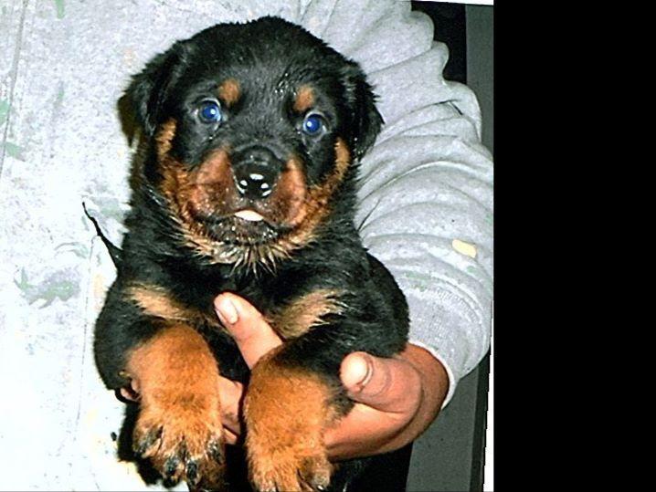 rottweiler rescue ranch windy river ranch rottweilers rottweiler puppies for sale rottweiler rescue ranch windy river ranch rottweilers rottweiler puppies for sale