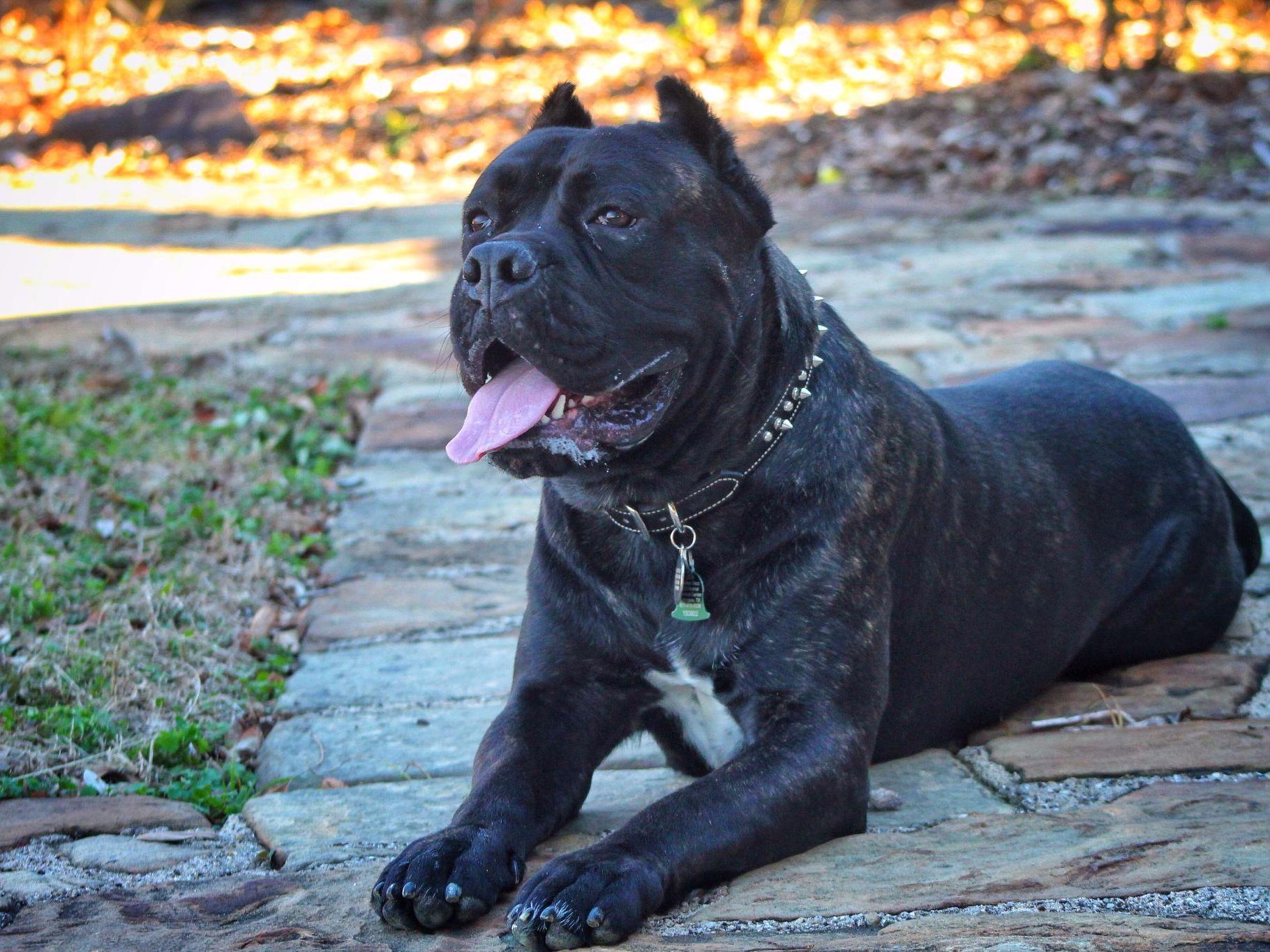 *True Italian Cane Corso Puppies! AKC Champion Bloodline!! Dog