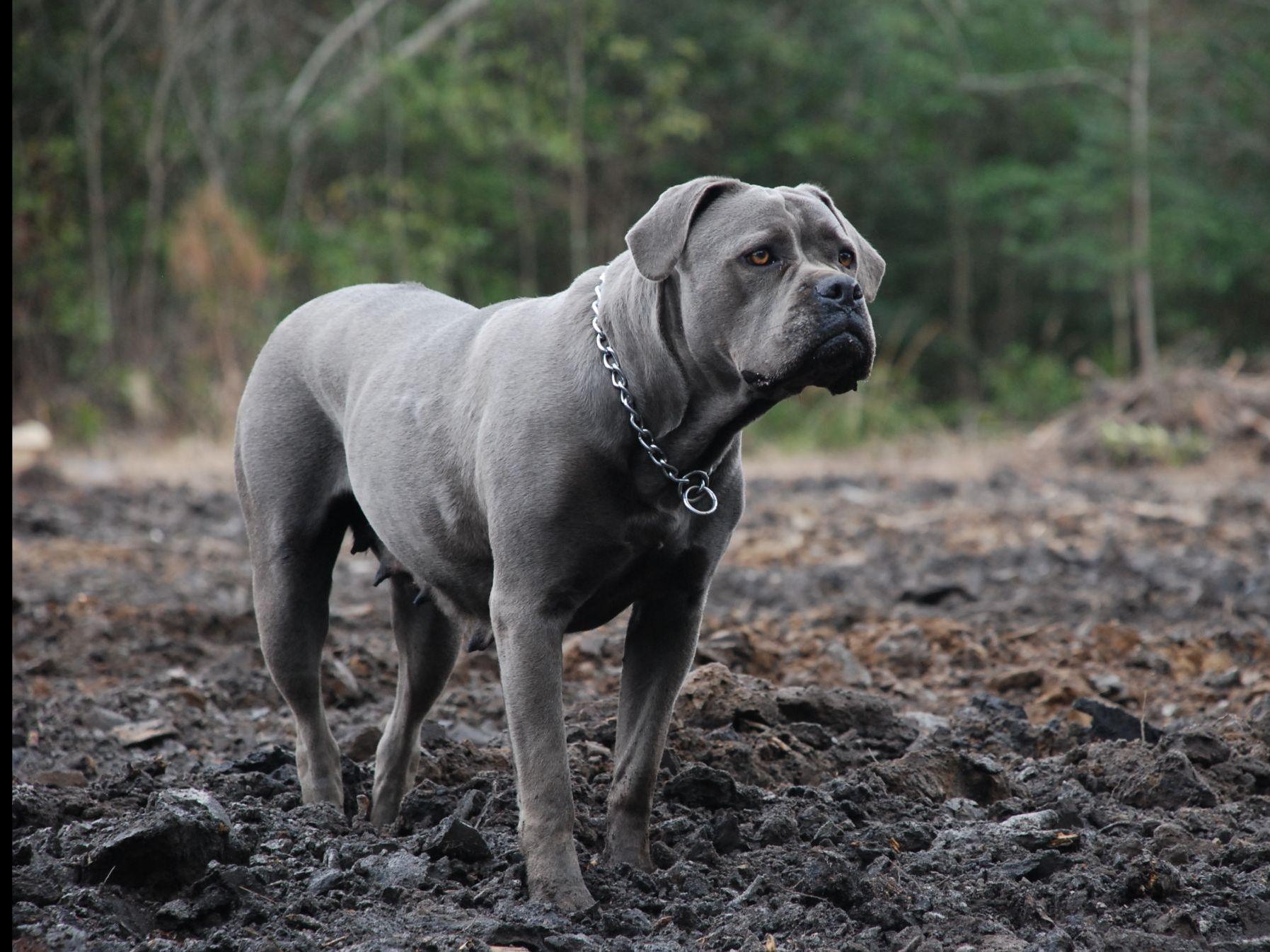 Cape Fear Cane Corso Puppies For Sale