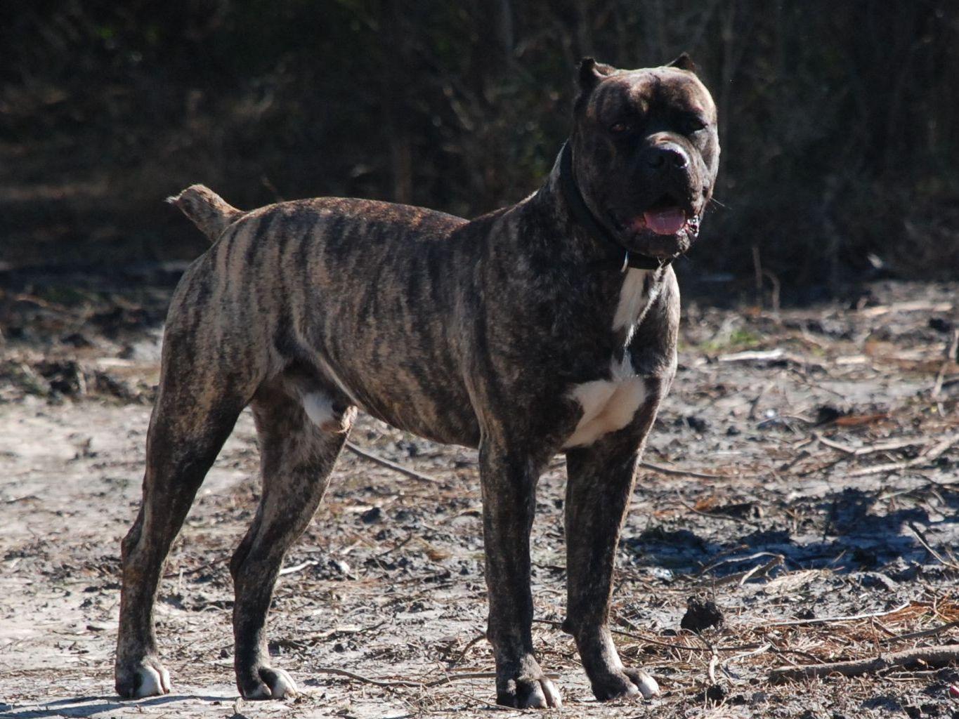 Cape Fear Cane Corso Puppies For Sale