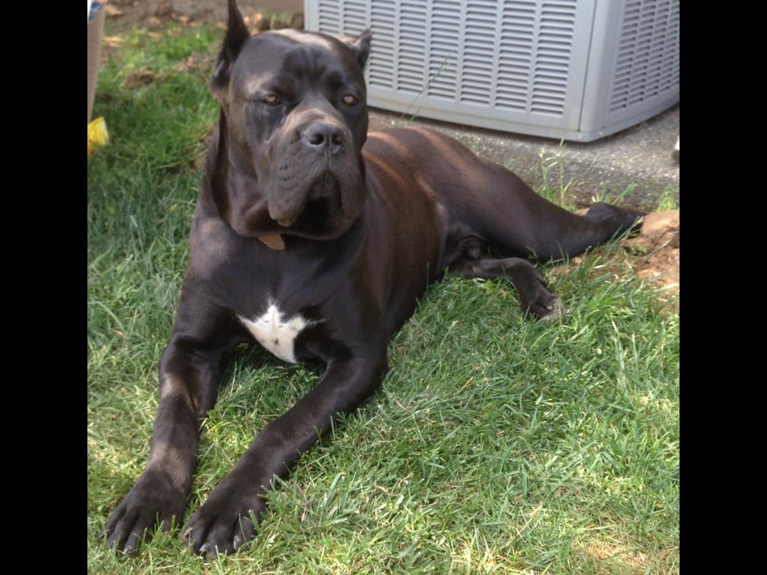 Cane Corso For Sale by Elite Cane Corso American Kennel Club