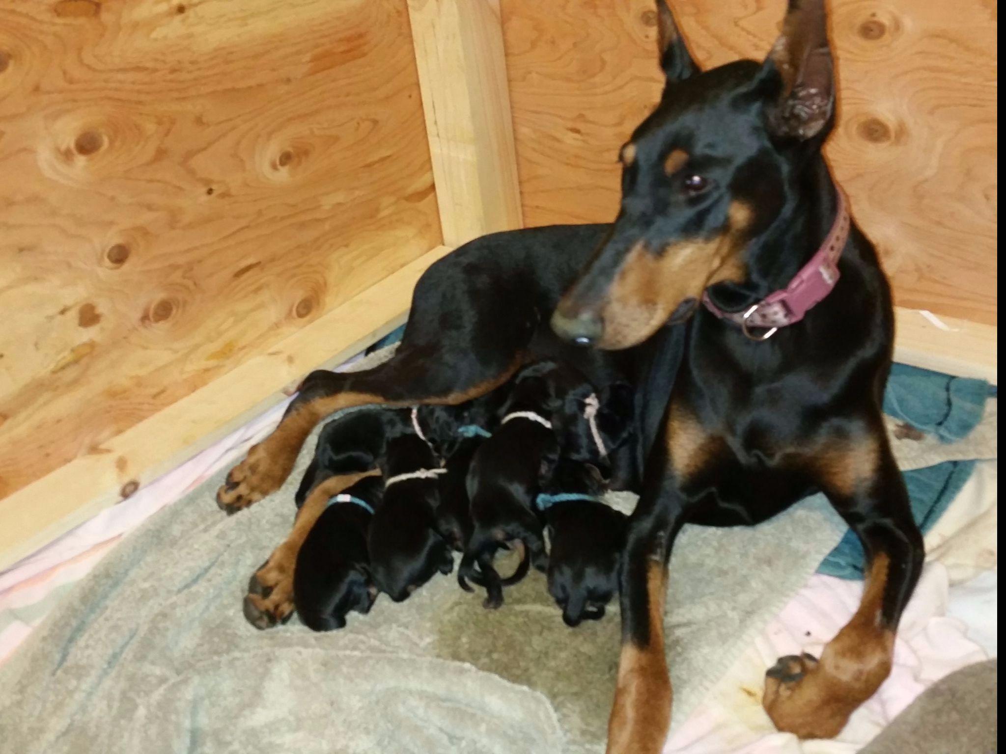 Doberman Pinscher For Sale by Vilde Chaya Dobermans American Kennel Club