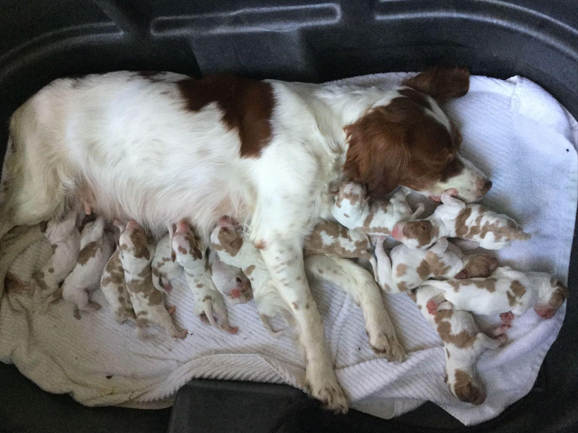 Brittany For Sale by waypoint brittanys American Kennel Club