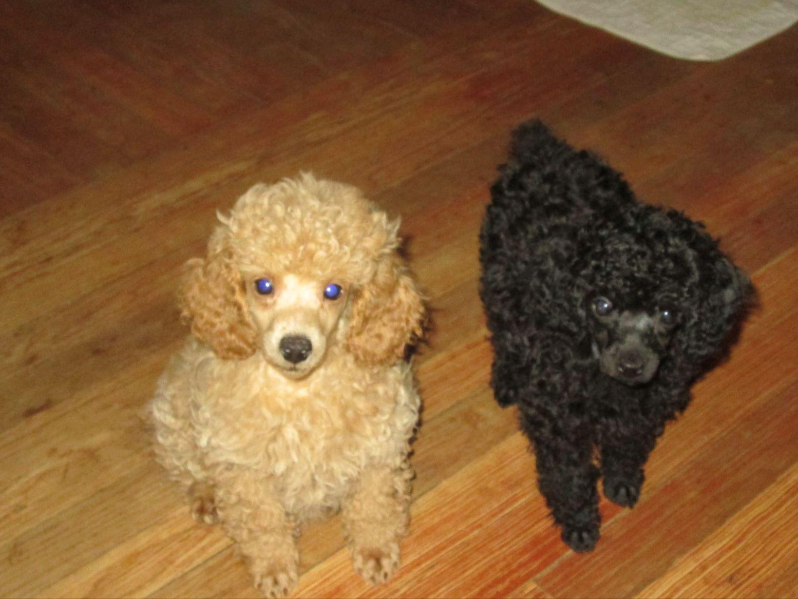 Poodle For Sale by Karen Robertson American Kennel Club