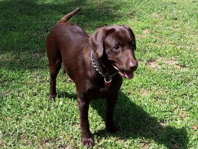 lab puppies virginia labrador retriever puppies for sale near mount solon virginia akc marketplace lab puppies virginia labrador retriever puppies for sale near mount solon virginia akc marketplace