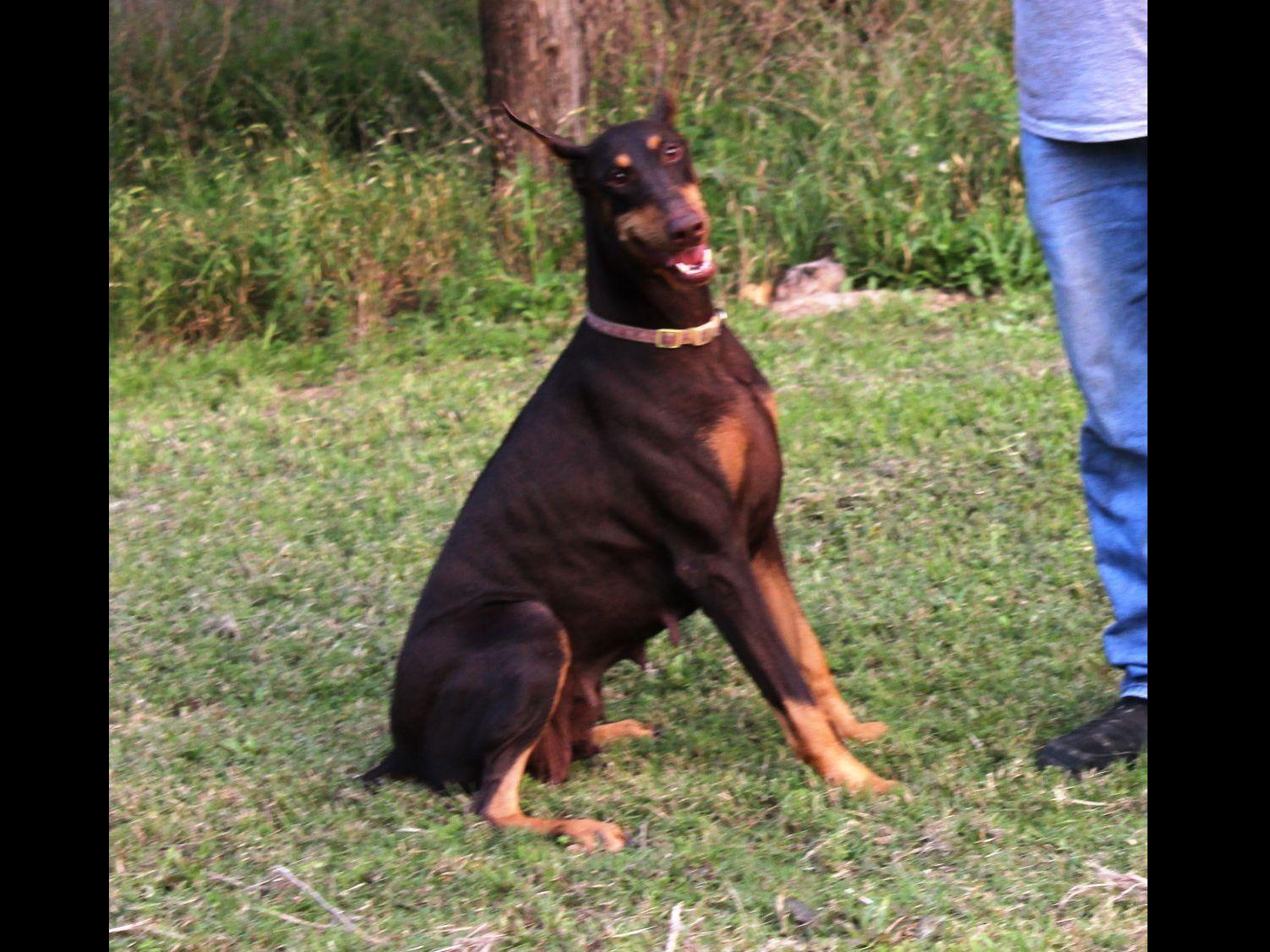 Wyldwood Kennel Home Of Wyldwood Dobermans Doberman Pinscher Puppies