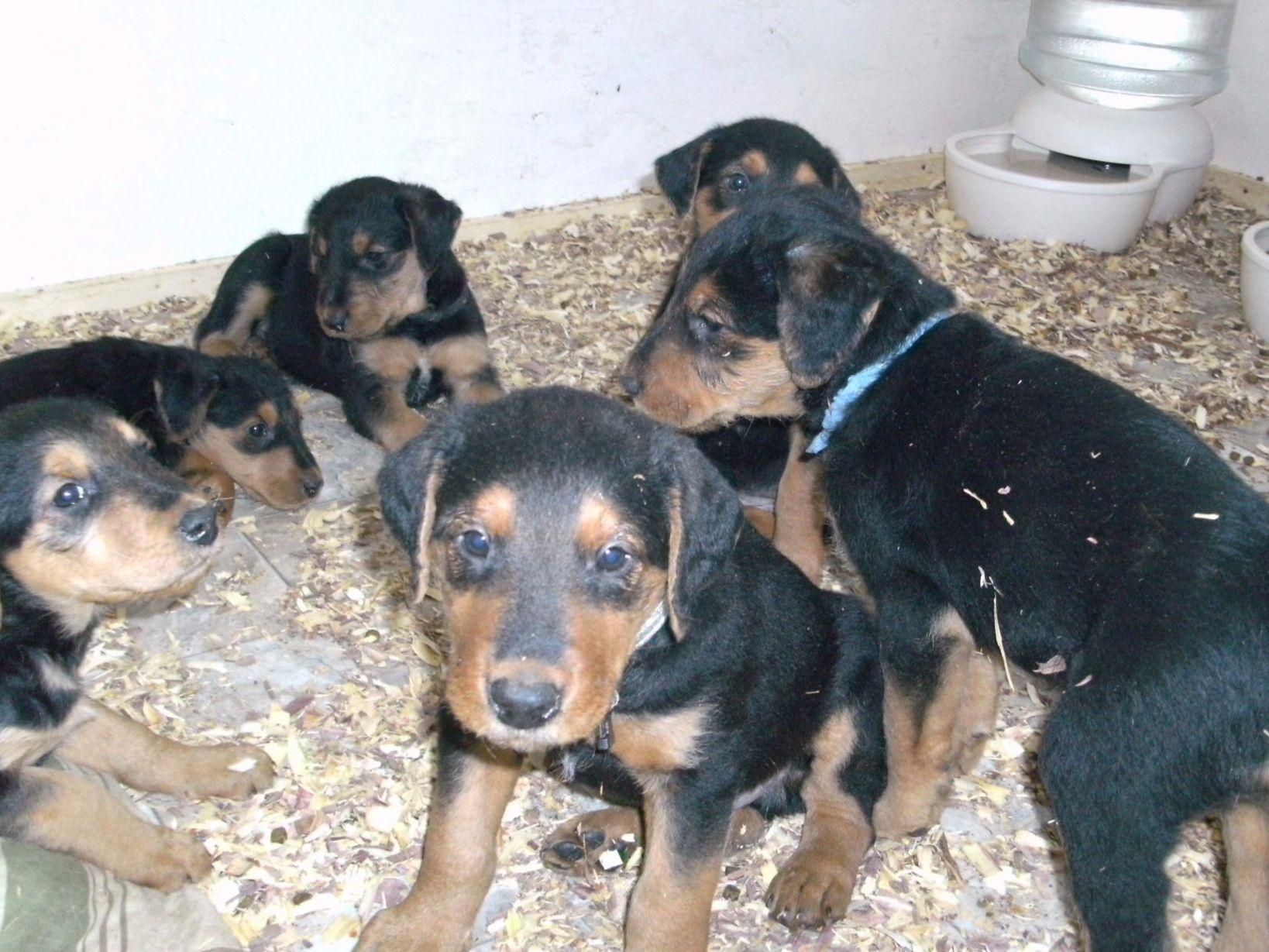 gollie puppies for sale airedale terrier for sale by american kennel club gollie puppies for sale airedale terrier for sale by american kennel club