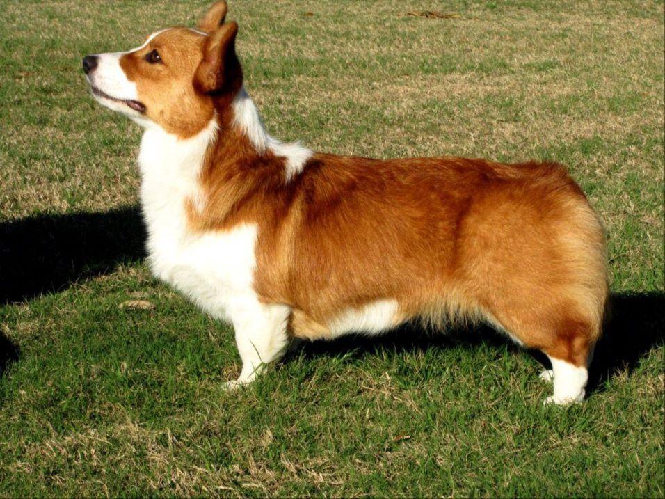 Lakeview Pembroke Welsh Puppies For Sale