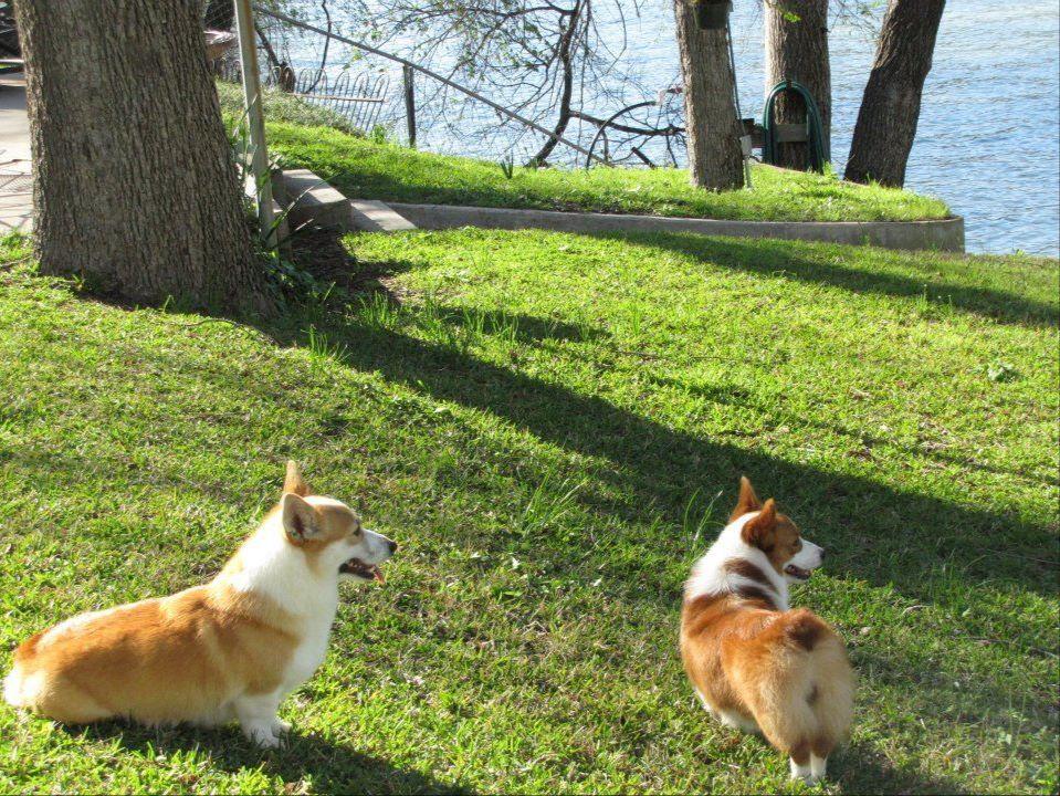 Lakeview Pembroke Welsh Puppies For Sale