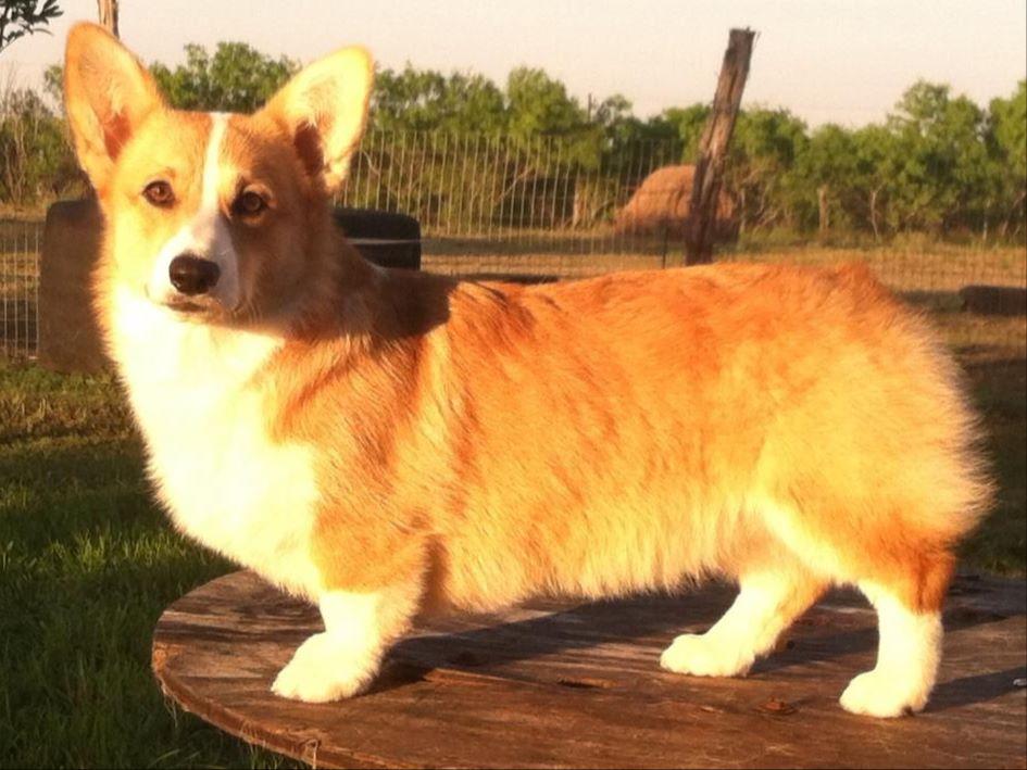 Lakeview Pembroke Welsh Puppies For Sale