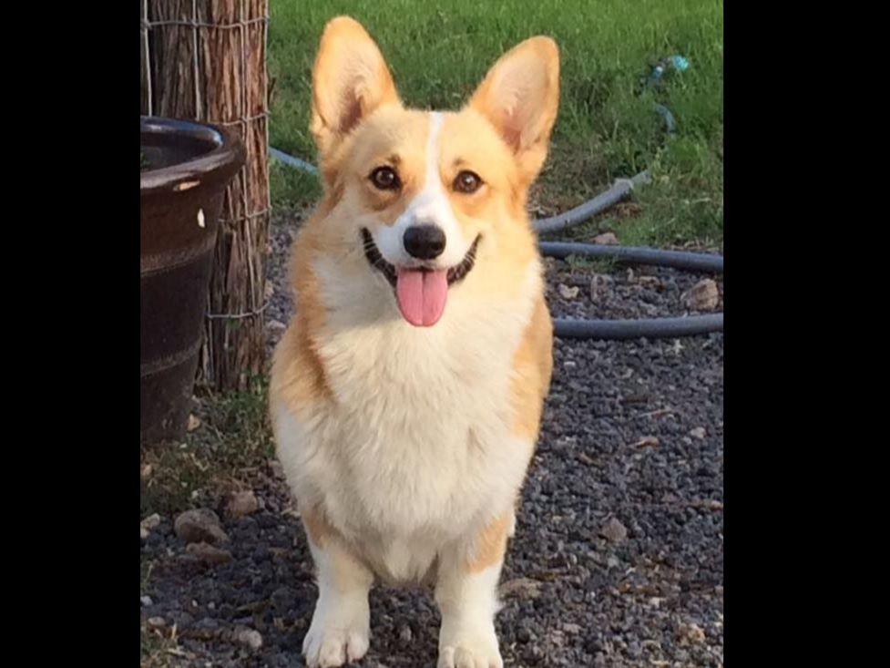 Lakeview Pembroke Welsh Puppies For Sale