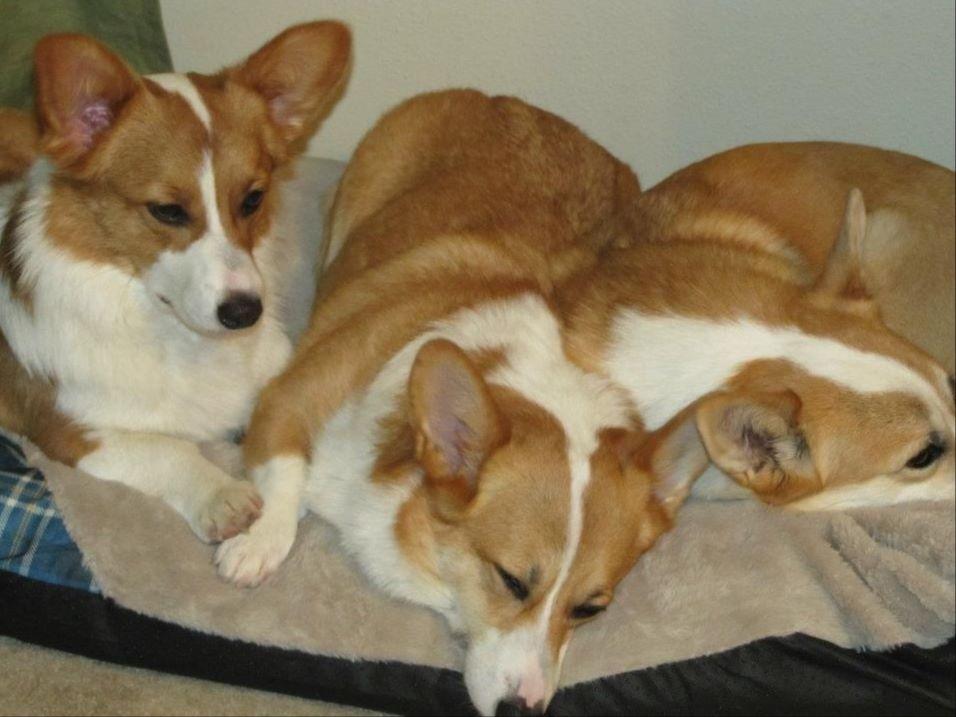 Lakeview Pembroke Welsh Puppies For Sale