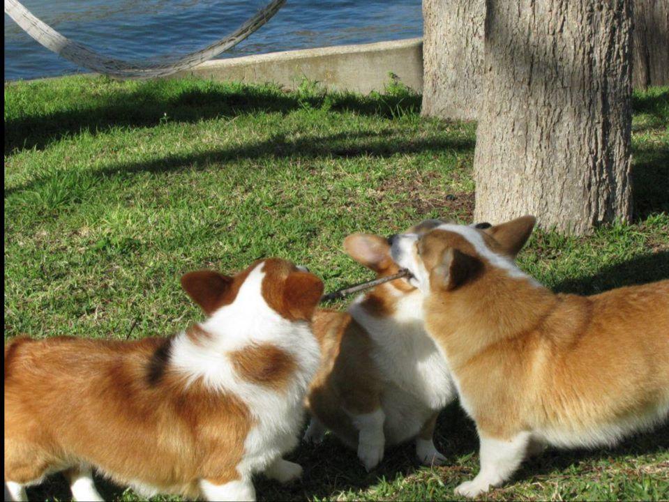 Lakeview Pembroke Welsh Puppies For Sale