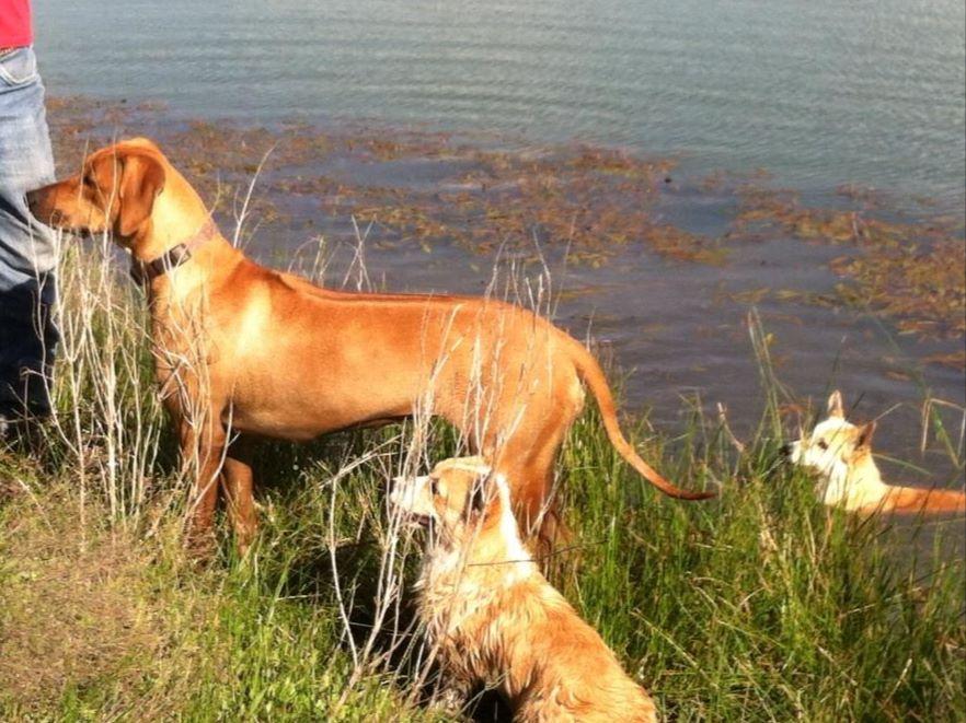 Lakeview Pembroke Welsh Puppies For Sale