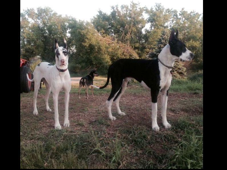 great dane puppies michigan great danes for sale in michigan myideasbedroom great dane puppies michigan great danes for sale in michigan myideasbedroom