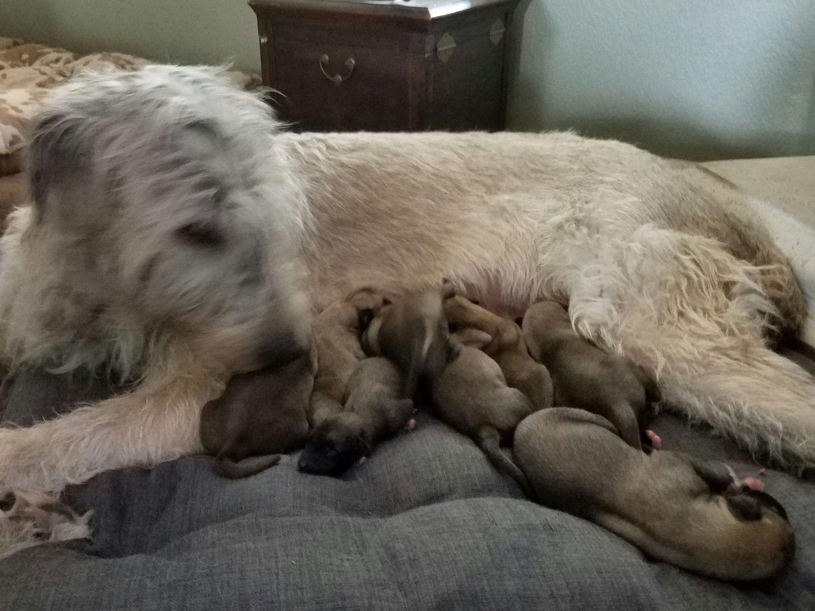 Irish Wolfhound For Sale by Kimberly Kerr and Dave Kerr American